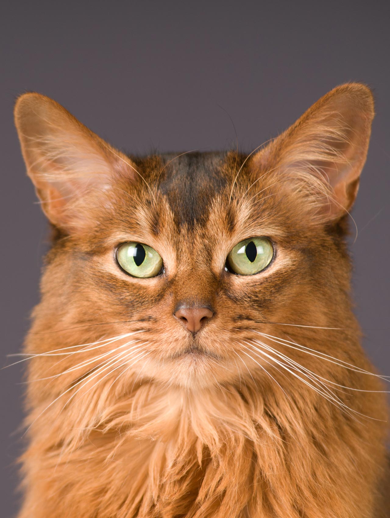 Veterinarian in Walnutport Vet Near You Blue Ridge Veterinary Clinic