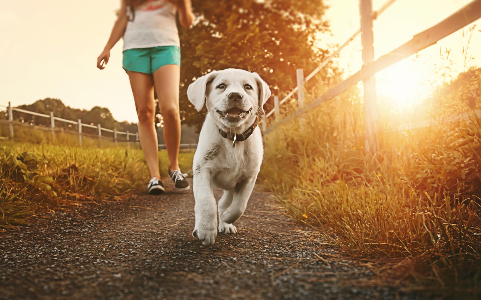 Veterinarian in Walnutport Vet Near You Blue Ridge Veterinary Clinic